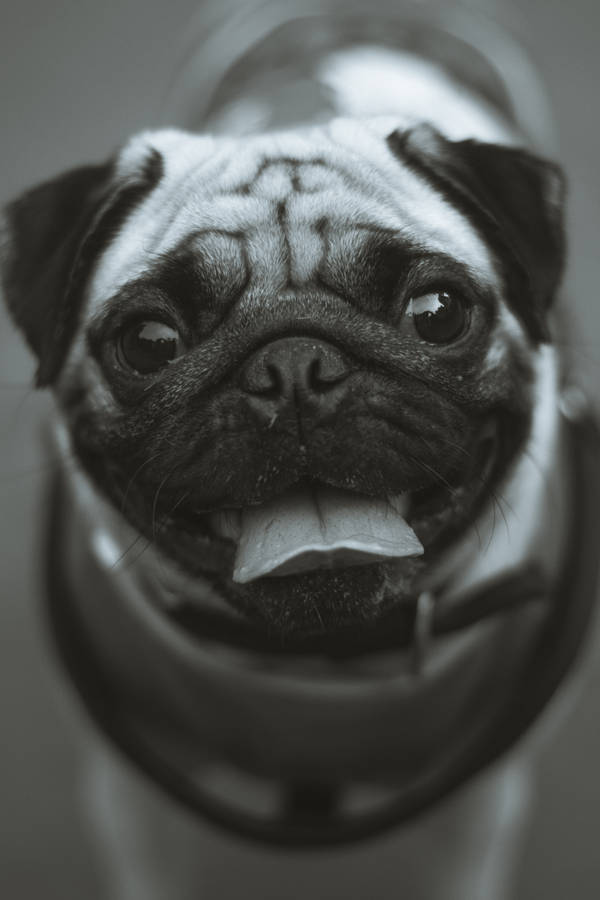 Big Cute Puppy Pug Wallpaper