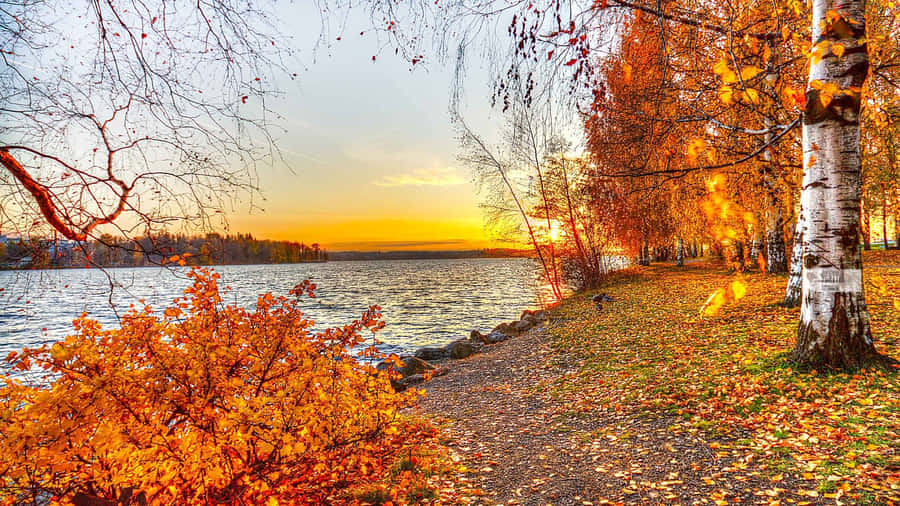 Birch Forest Fall Autumn Desktop Wallpaper