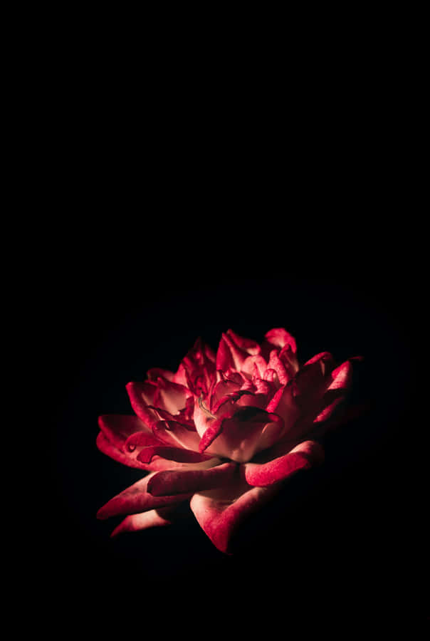 Black And Pink Iphone Rose Flower Wallpaper
