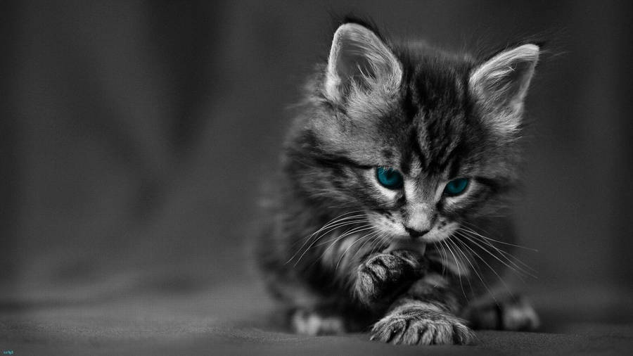 Black And White Cat Licking Its Paw Wallpaper