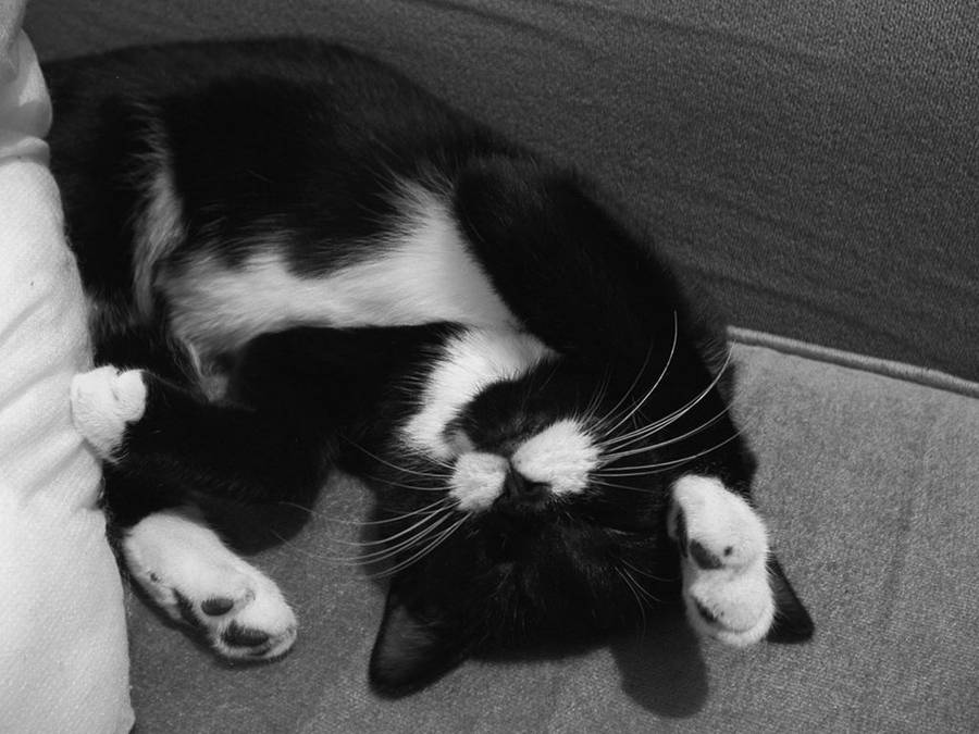 Black And White Cat On Grey Sofa Wallpaper