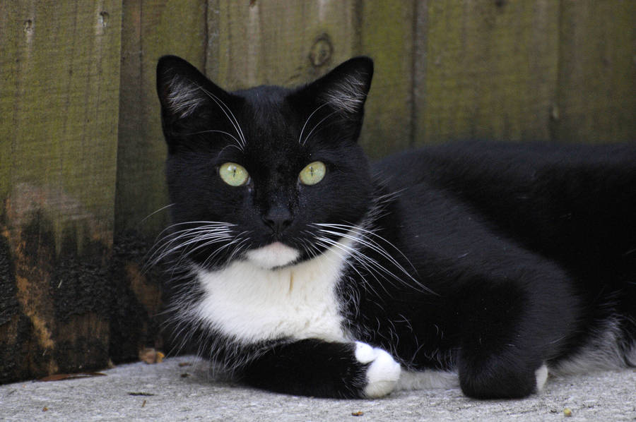 Black And White Cat Relaxes Wallpaper