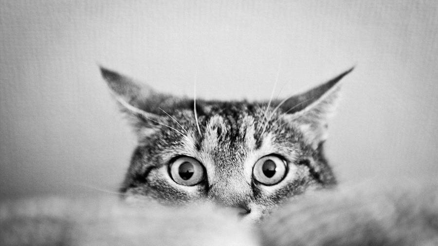 Black And White Cat Take A Peek Wallpaper