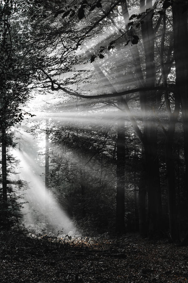 Black And White Forest Wallpaper
