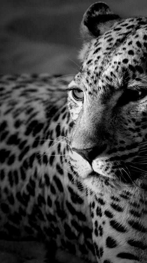 Black And White Iphone Leopard Wallpaper