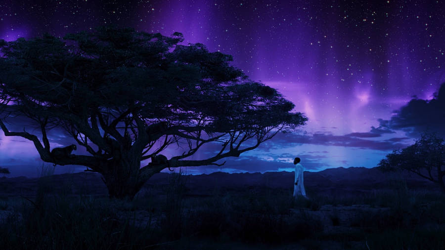Black Panther Aurora Lights Wallpaper