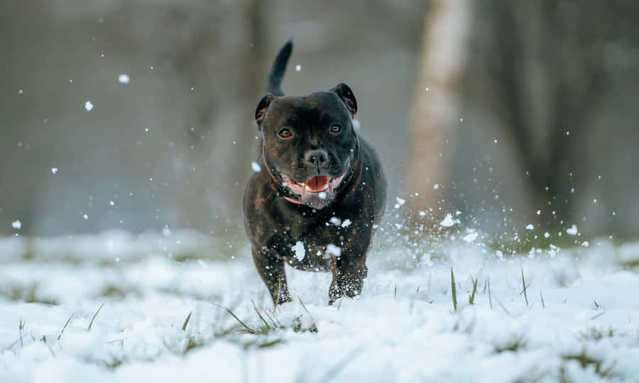Black Pitbull Enjoying The Snow Wallpaper