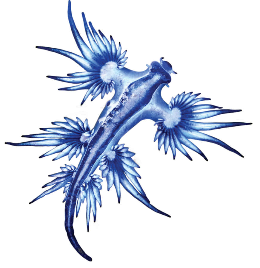 Download free Blue Dragon Sea Slug Wallpaper - MrWallpaper.com