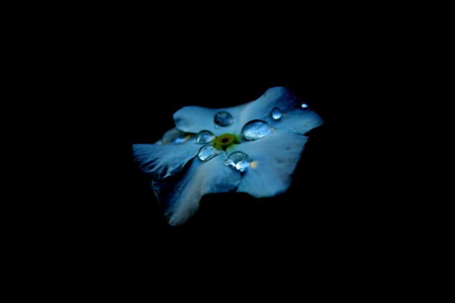 Blue Flower 8k Ultra Hd Amoled Wallpaper