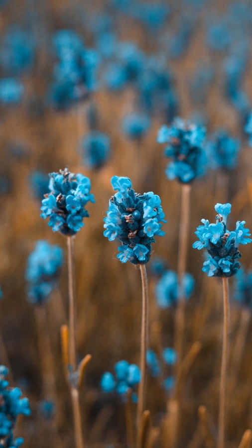 Blue Spring Daisy Iphone Wallpaper