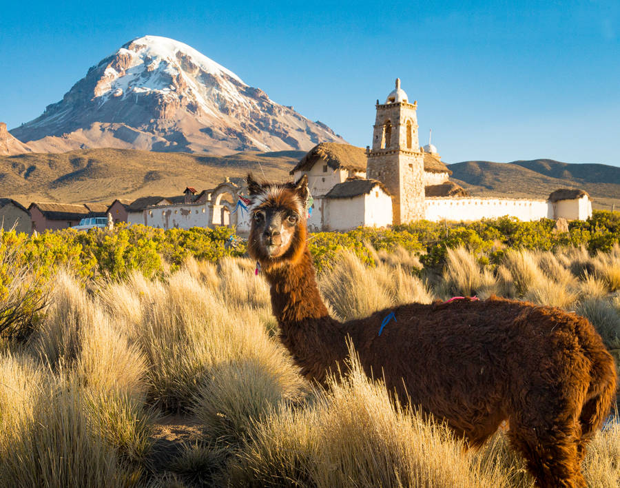 Wallpaper Lama, Laguna Blanca, Bolivia, mountains, Animals #8320