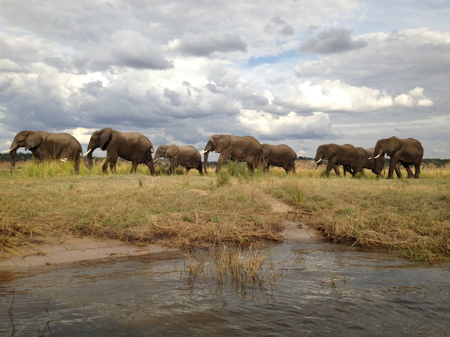 🔥 Free download Botswana Wallpapers High Quality Download Free [1920x1080]  for your Desktop, Mobile & Tablet | Explore 36+ Botswana Wallpaper, Botswana  Wallpaper,