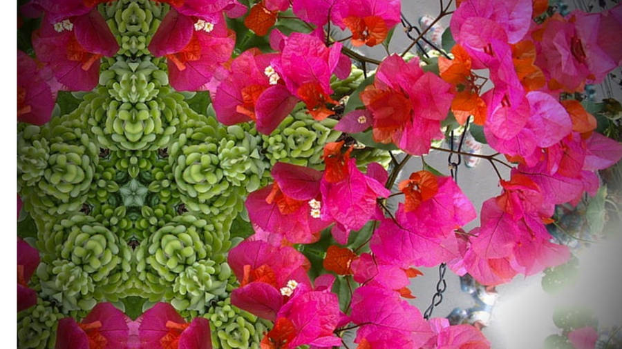 Bougainvillea Background