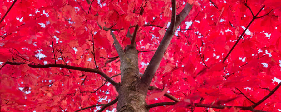 Breathtaking Red Ultra Wide Hd Image Wallpaper