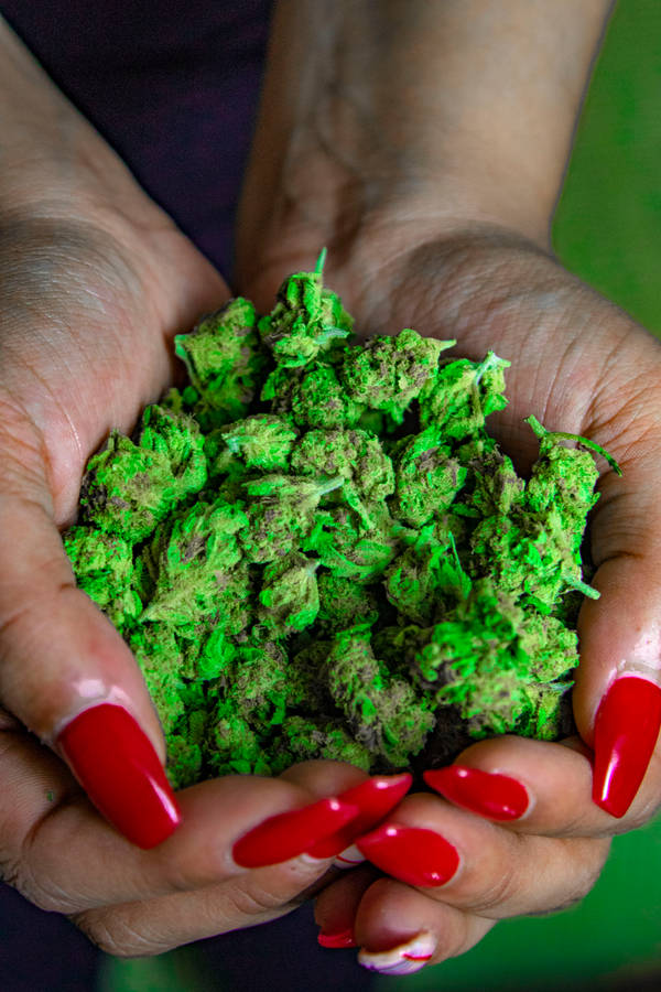 Bright Green Weed Buds Ready To Harvest Wallpaper