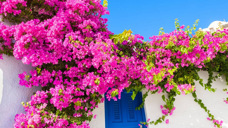 Get An Eye-Catching Home Makeover With Our Vivid Bougainvillea Wallpaper