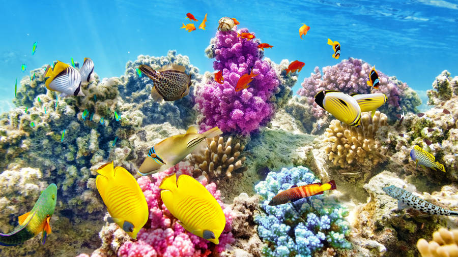 Bright Tropical Fish Purple Wallpaper