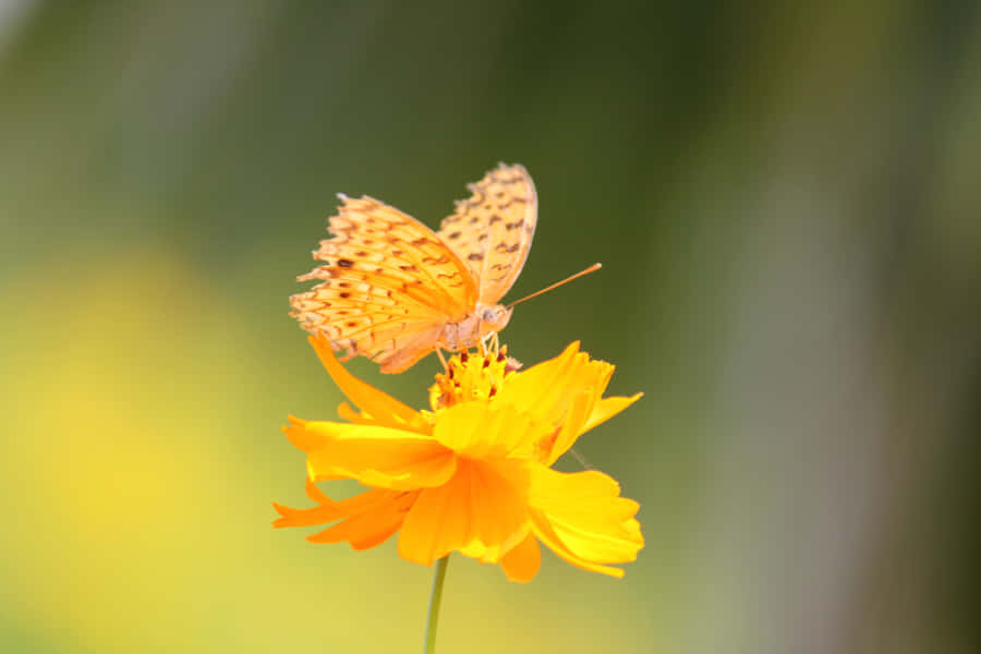 Brighten Up Your Day With These Vibrant Yellow Butterflies! Wallpaper