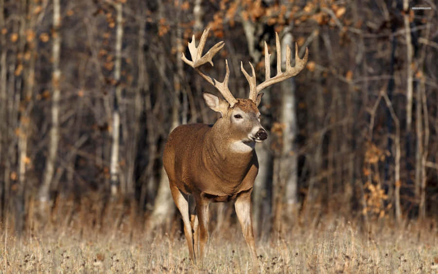 Buck - Strictly Taking Care Of Business Wallpaper