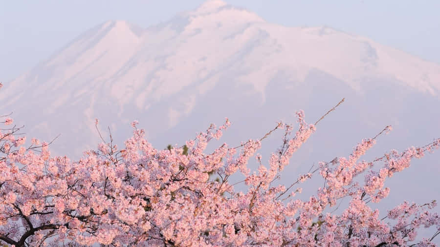 Build The Perfect Bespoke Pc With Sakura Wallpaper