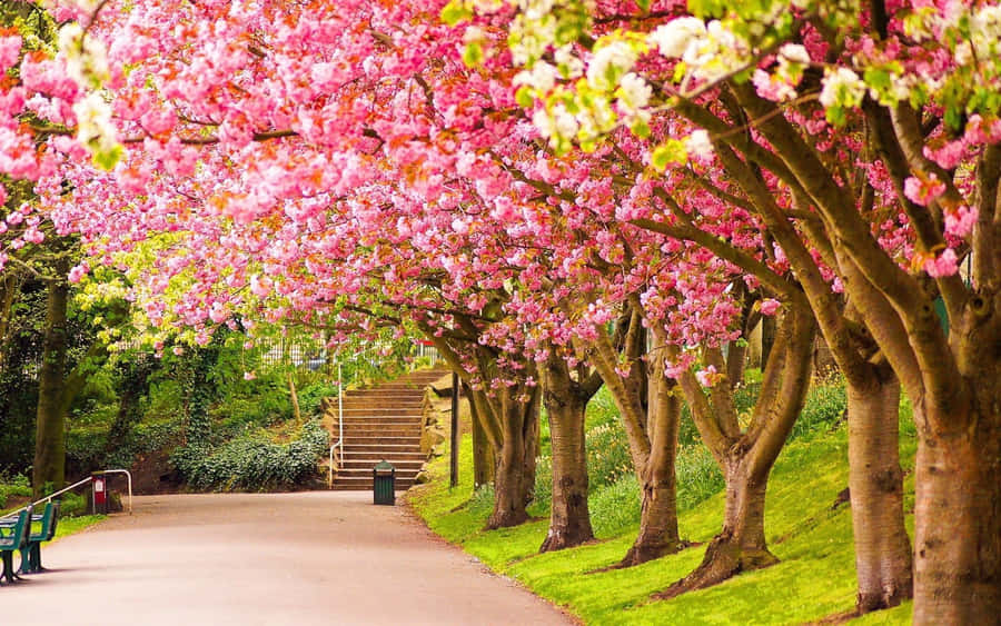 Burst Of Color - A Vibrant Field Of Spring Flowers Wallpaper
