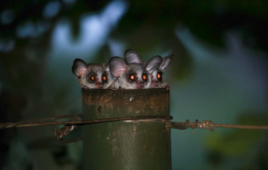 Download Free Bush Babies Peeking Out Of Hollow Wallpaper - Mrwallpaper.com