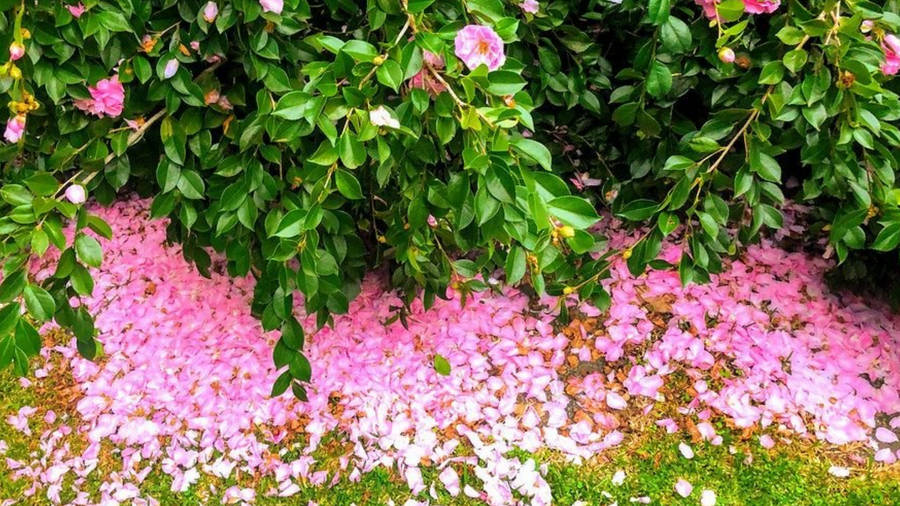Camellia Sasanqua Fallen Petals Wallpaper