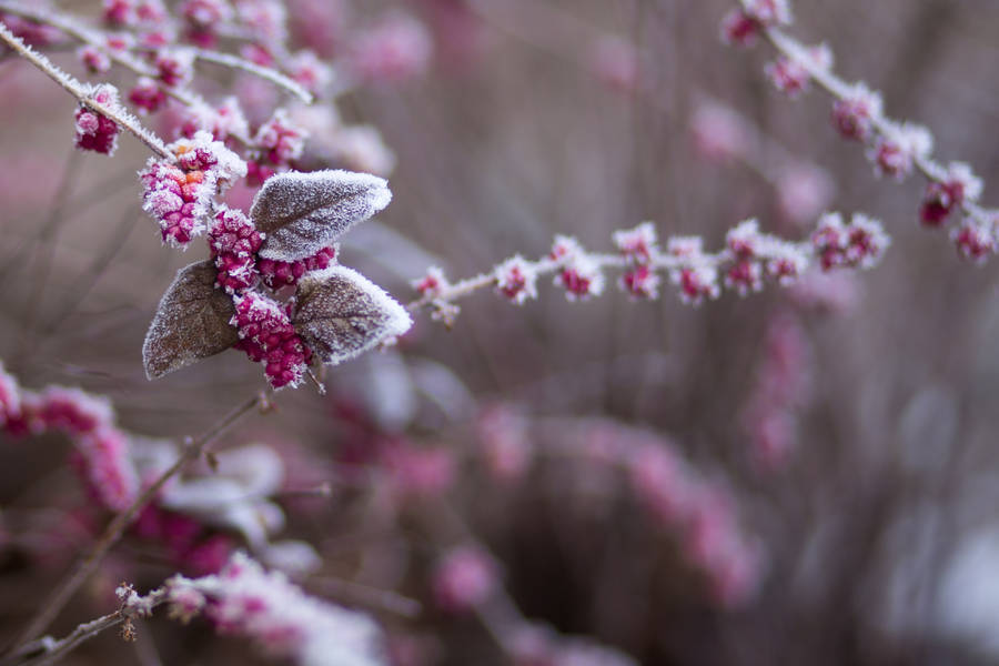 Caption: Crisp Winter Morning Wallpaper