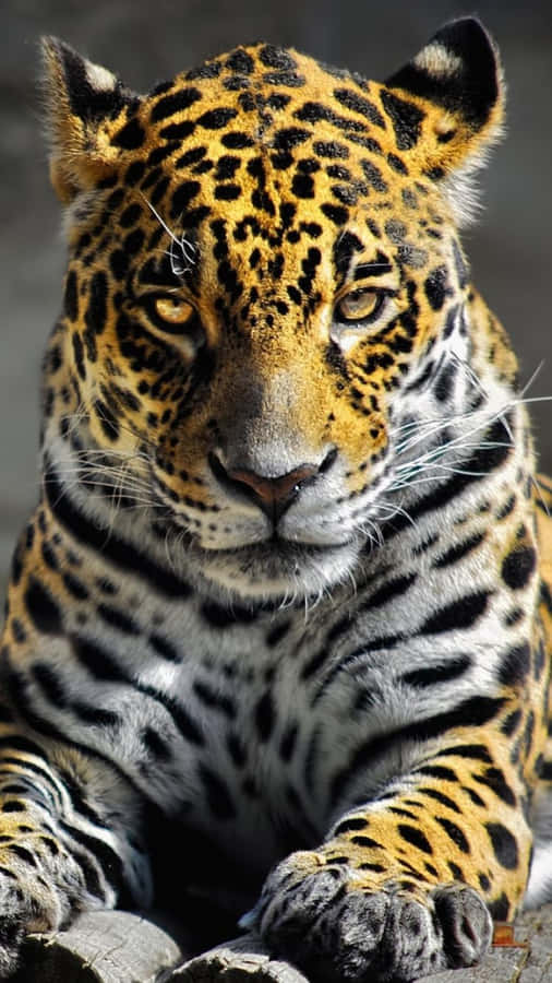 Caption: Sprint Into Style With Cheetah Iphone Wallpaper Wallpaper