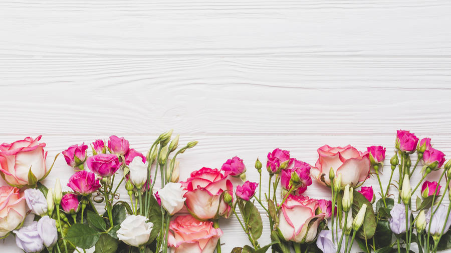 Caption: Vibrant Pink And White Roses - Desktop Wallpaper Wallpaper