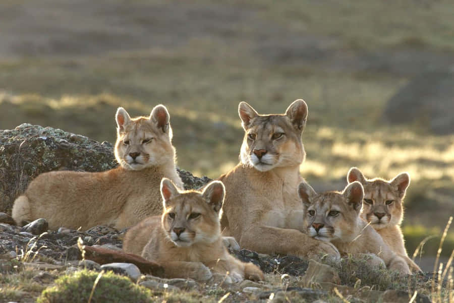 Leaping cougar on the prowl, cunning, majestic, bonito, gorgeous, HD  wallpaper | Peakpx