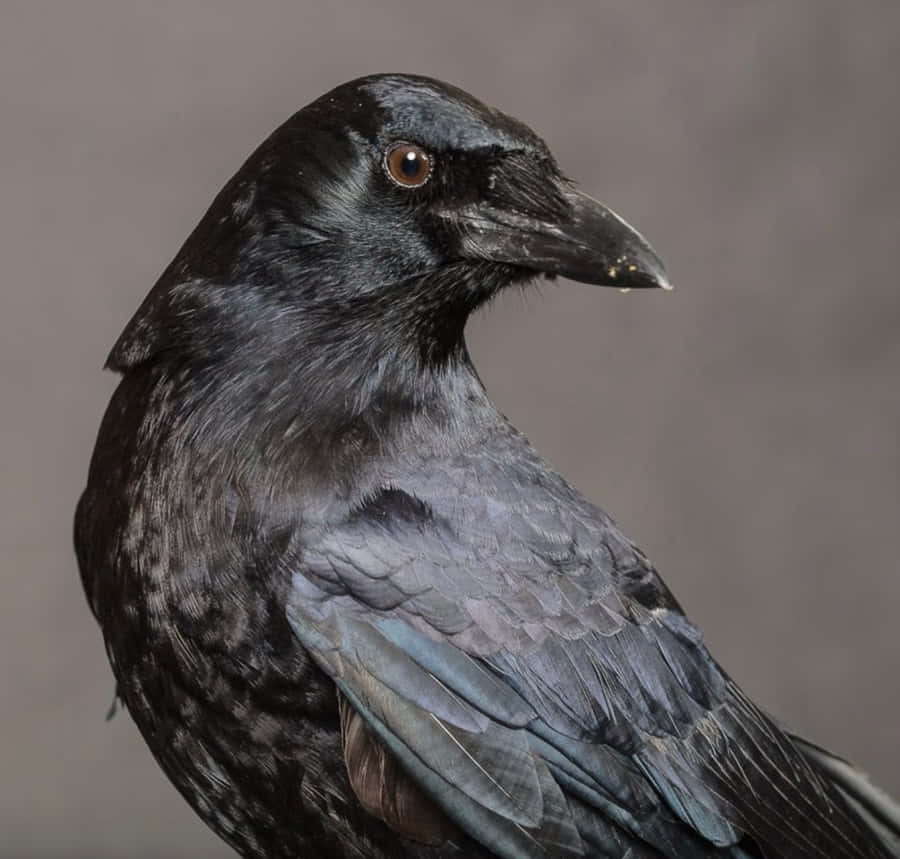 Captivating Image Of A Solitary Crow Perched High Wallpaper