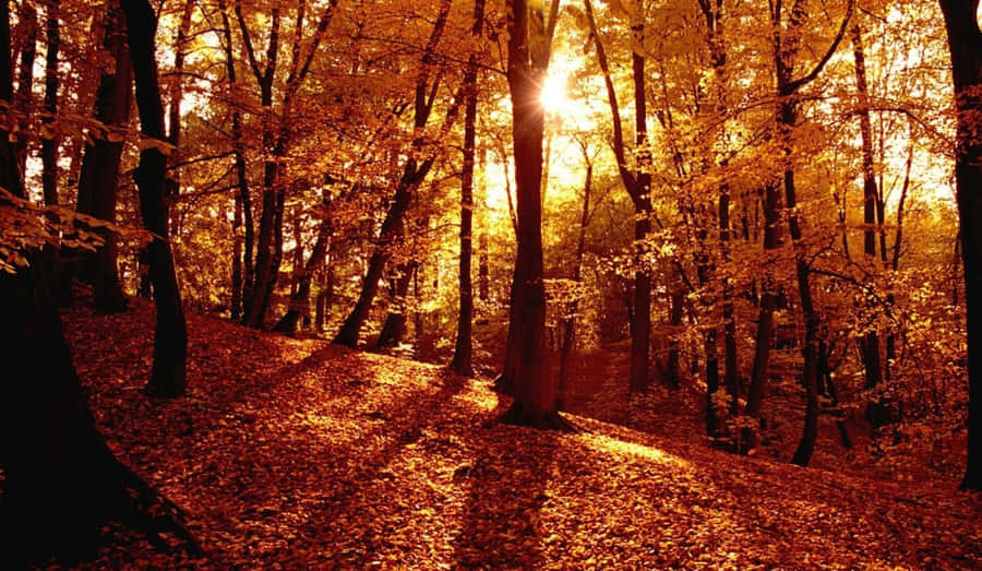 Capture The Autumn Beauty Of The Season With This Stunning Tumblr Autumn Desktop Wallpaper. Wallpaper