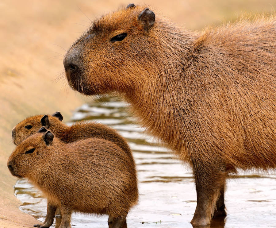 Wallpaper capybara, animal, stones, water, leaves hd, picture, image