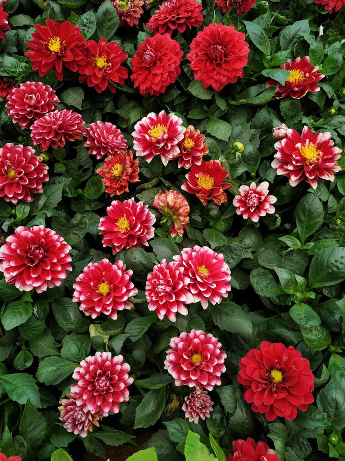 Carnation Floral Iphone Wallpaper