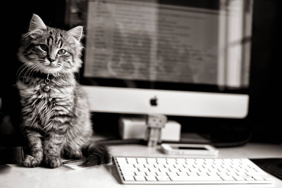 Cat Near Mac Computer Wallpaper