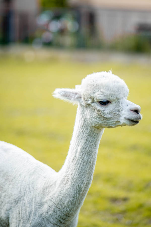 Charming White Alpaca Wallpaper
