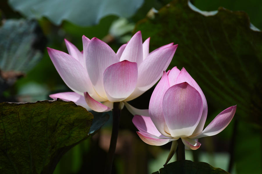 chawan basu lotus flower