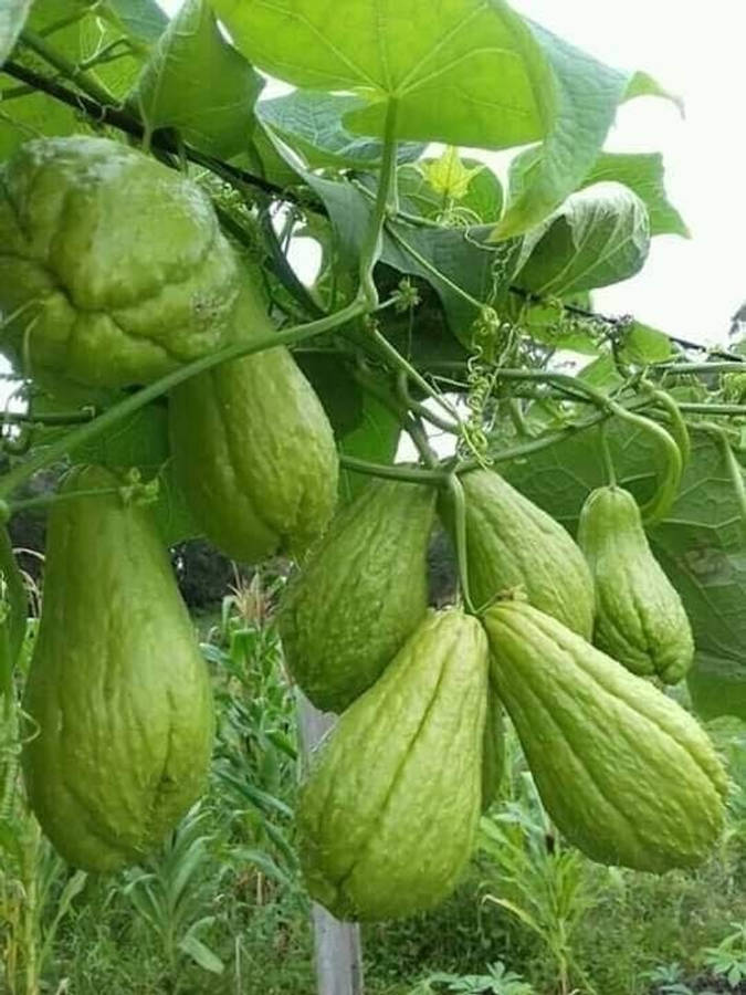 Download free Chayote Vine Plant Wallpaper - MrWallpaper.com