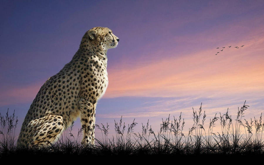 Cheetah Wallpaper and background - Animals Town