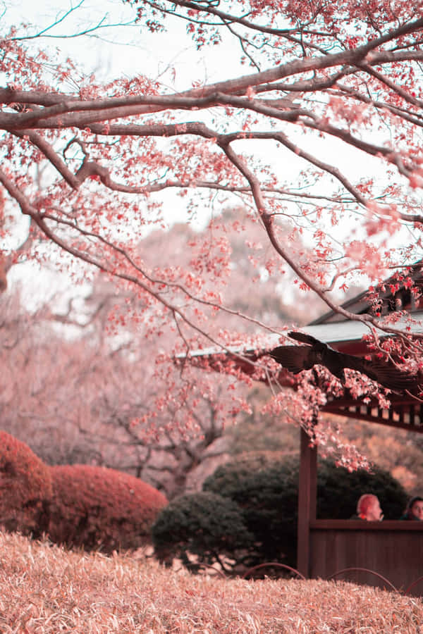 Cherry Blossom Flower Tree Branches Wallpaper