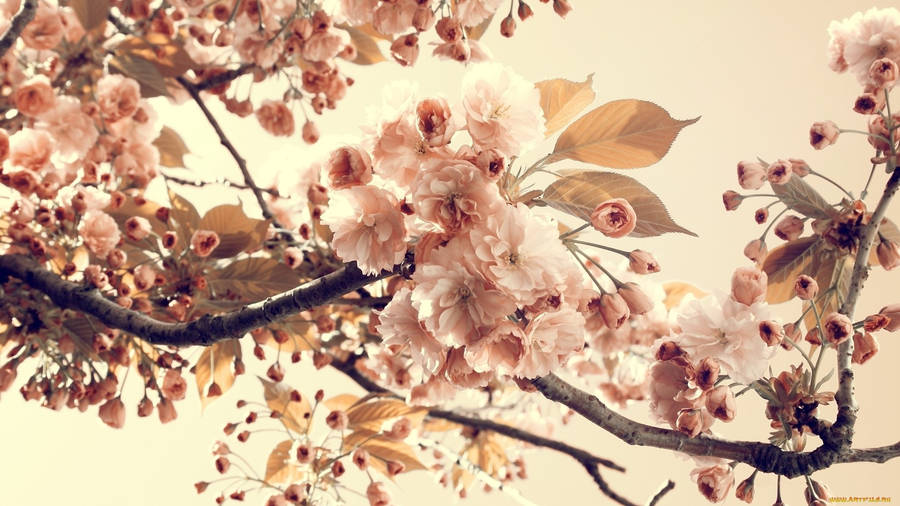 Aesthetic cherry deals blossom wallpaper