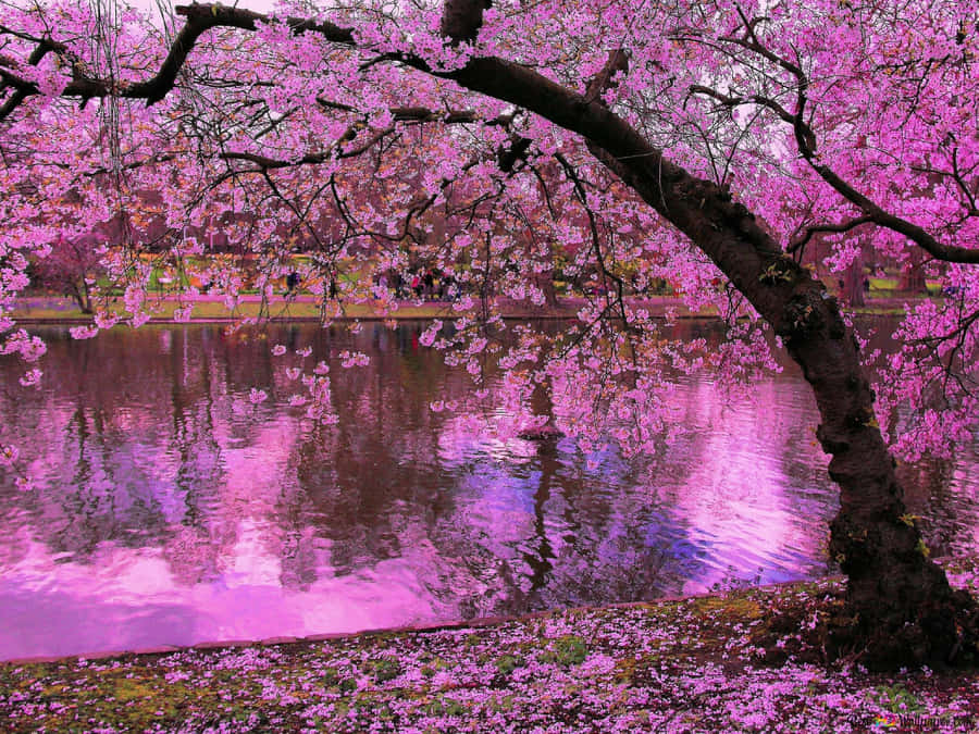 Cherry Blossoms Meets The Pond Wallpaper