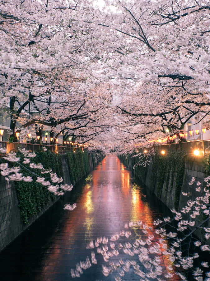 Cherry Blossoms Over Water Canal Night Wallpaper