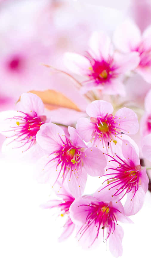 Cherry Blossoms Tumblr Photography Iphone Wallpaper