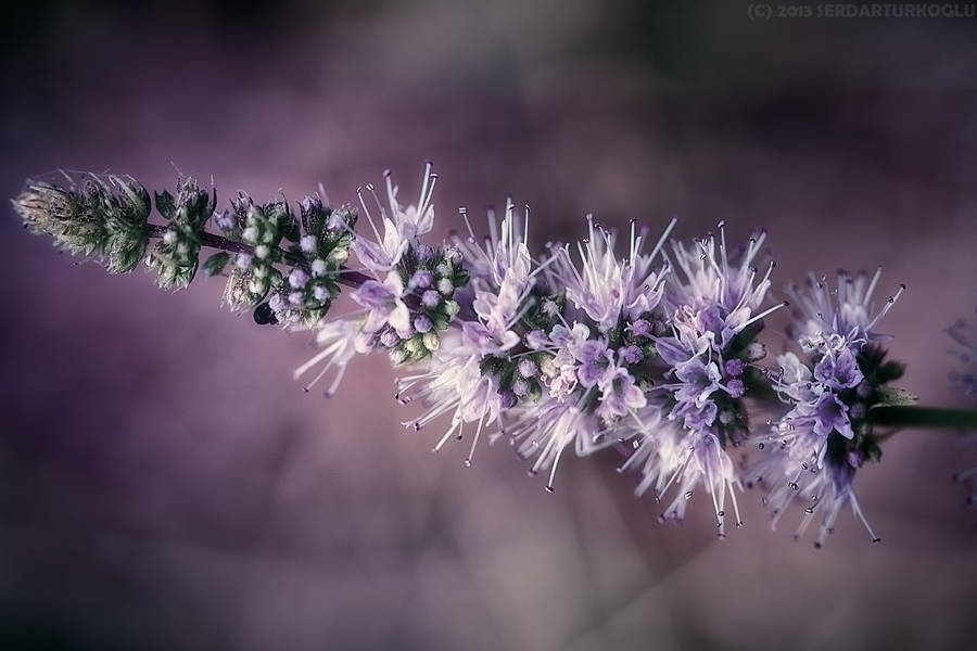 Close-up Of Lavender Desktop Wallpaper