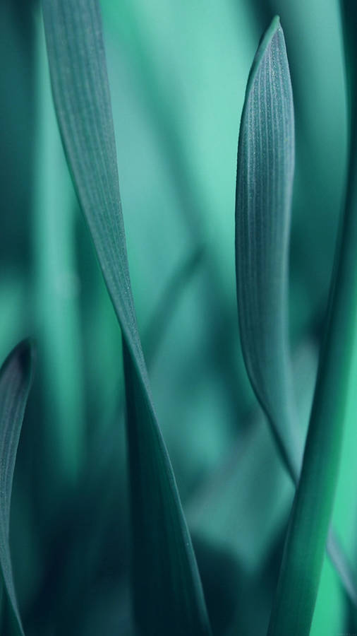 Close-up Shot Of Leaf Smartphone Background Wallpaper