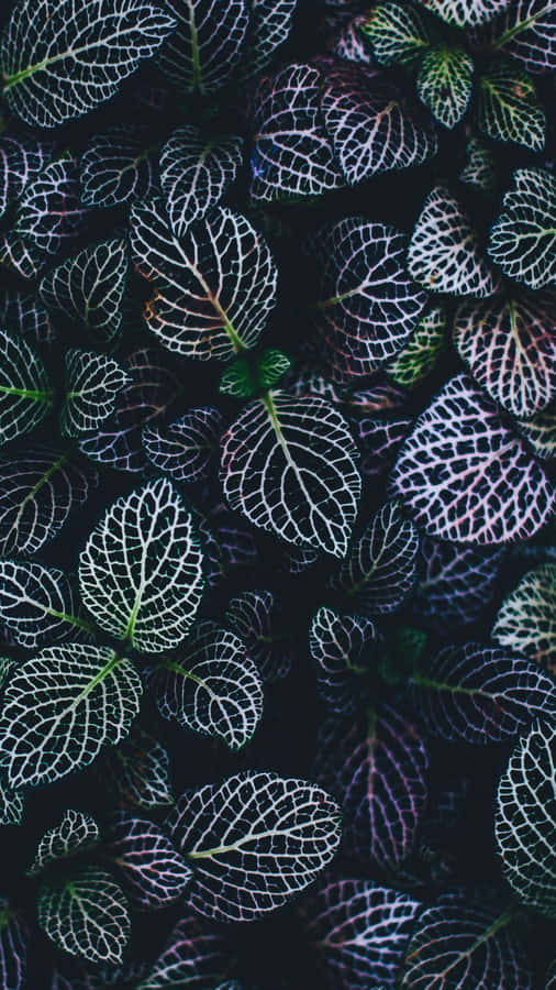 Close-up Tropical Plant Phone Wallpaper