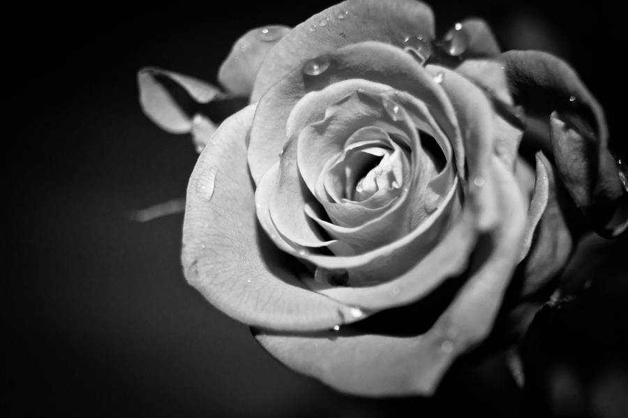 Close-up View Of Black And White Rose Wallpaper