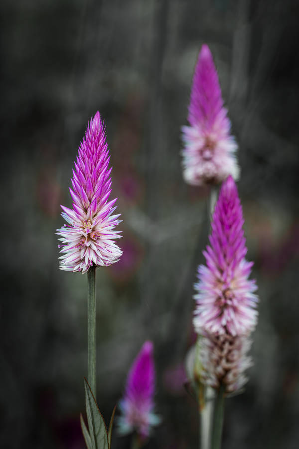 Cockscomb Flower Android Wallpaper